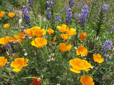 California Desert Blooms