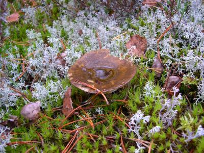 Mushroom on moss