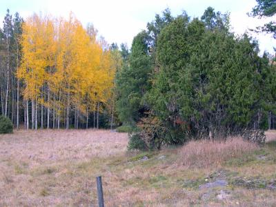 Tyresta National Park