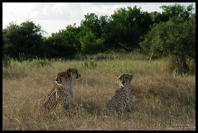 Three Cheetahs known as the Three Brothers.