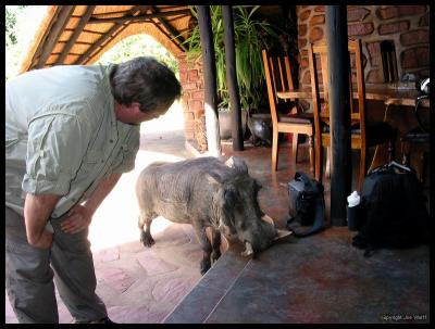 The Lodges pet warthog - Piggy