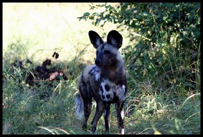 African Wild Dog - part of pack of 11
First time seen in a Year in this region