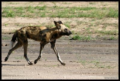 African Wild Dog - Part of a pack of 11
First time seen in a year in this region