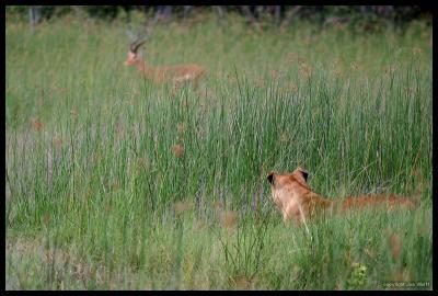 Female Lion stalking an Impala