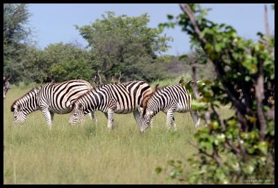 Burchell Zebra