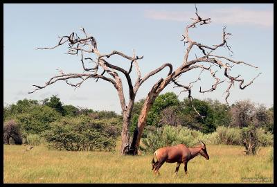 Tessebe Antelopes