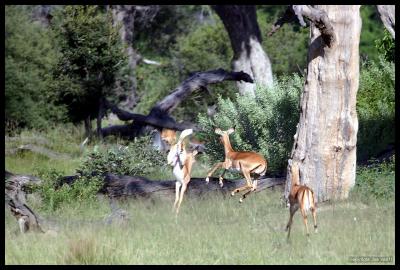 Happy Impalas