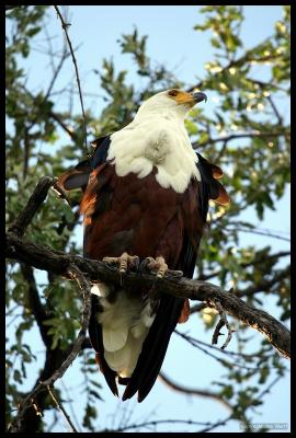 IMG_3728 African Fish Eagle