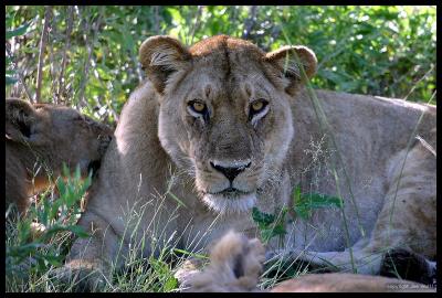 Female Lion and Cub