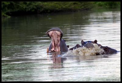 Common Hippopotamus Sparring