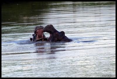 Common Hippopotamus Sparring