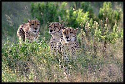 Three Brothers out for a hunt