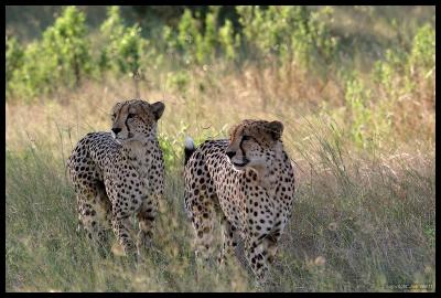 IMG_4069 Cheetahs