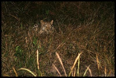Leopard found during a night drive stalking prey
A very lucky find