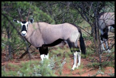 Oryx - Beisa race