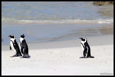 South Africa Penguins or Jackass Penguins