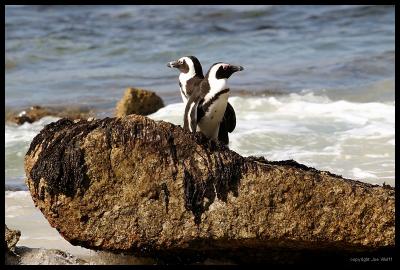 South Africa Penguins or Jackass Penguins