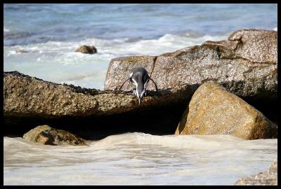 South Africa Penguin or Jackass Penguin ready for leap into ocean