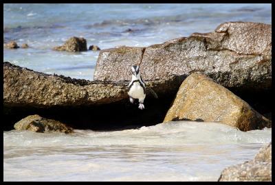 South Africa Penguin or Jackass Penguin in mid flight