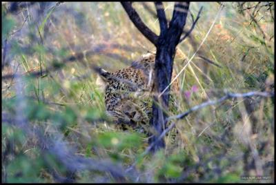 Leopard checking us out