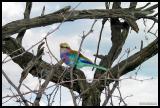 Lilac-breasted Roller