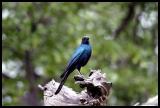 Longtailed Starling