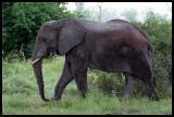 African Elephant