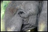 African Elephant