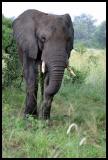 African Elephant