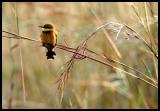 Little Bee-eater