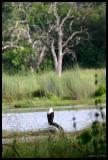 African Fish Eagle