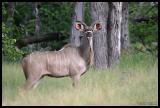 young Kudu bull