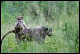 Chacma Baboon