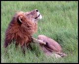 Male Lion