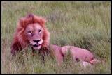 Male Lion