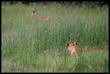 Female Lion stalking an Impala