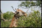 IMG_3593 Giraffe