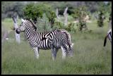 IMG_3626 Zebra