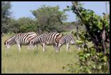 IMG_3633 Zebra