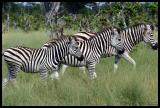 Burchell Zebra