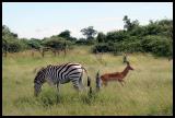 Burchell Zebra and Impala