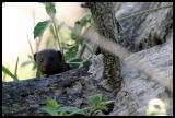 Dwarf Mongoose