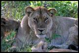 Female Lion and Cub