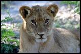 IMG_3853 Lion Cub