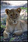 Lion Cub