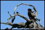 Bateleur Raptor