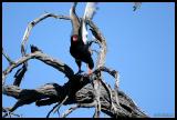 Bateleur Raptor taking flight