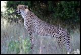 Cheetah