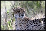 IMG_4059 Cheetah
