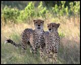 Two of the Three Brothers